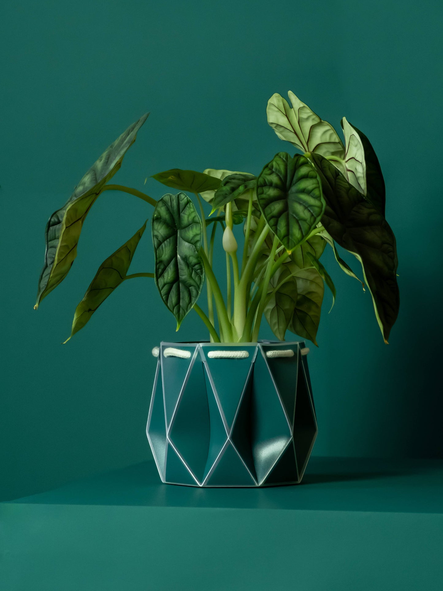 15cm self-watering plant pot by Churchill Green with geometric design and green leafy plant