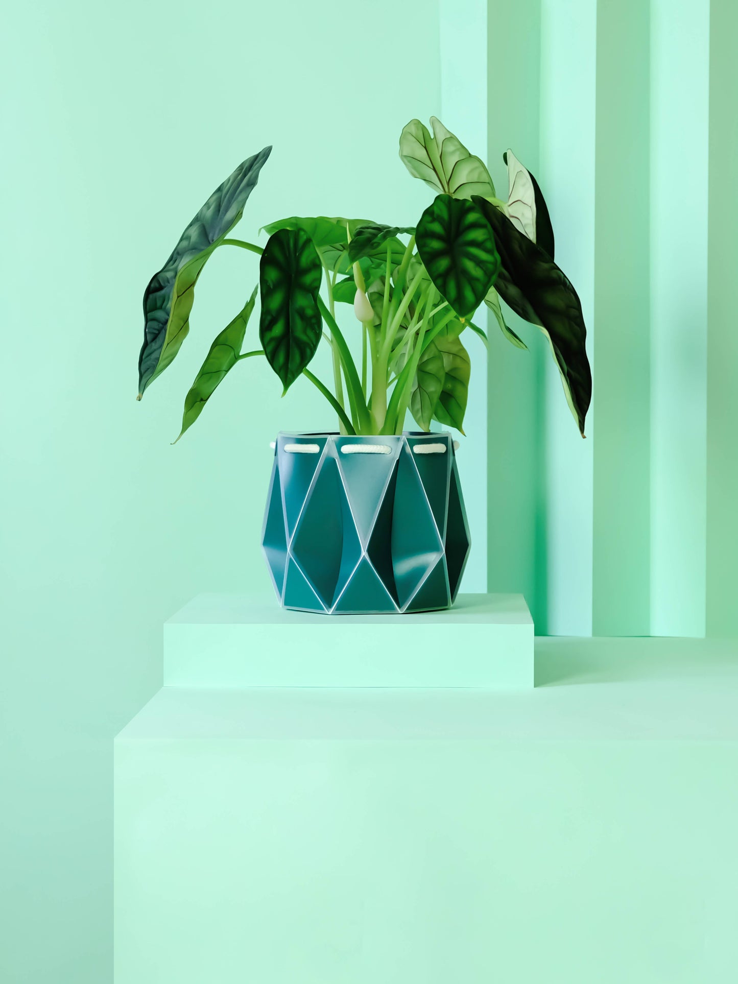 Churchill & Green 15cm self-watering plant pot in teal with geometric design holding green leafy plant